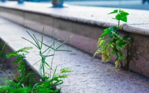 Come eliminare le erbacce senza prodotti chimici: il trucco definitivo